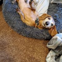 Let’s See Your Fur Babies! - 1