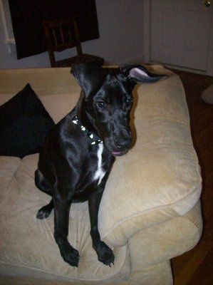 Let's see your pets!