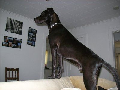 Show off your furbabies!