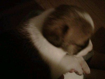 Monday Puppy pics...
