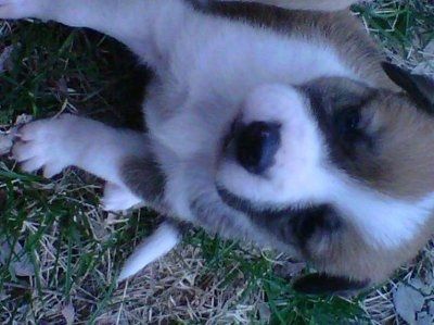 Monday Puppy pics...