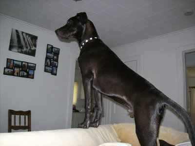 Show off your furbabies!