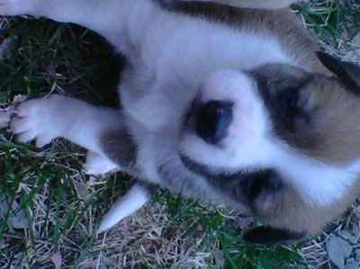 Monday Puppy pics...