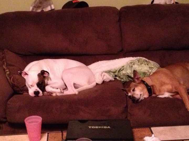 Keeping my mind of my wedding...Show me your dog:)!!**Pics