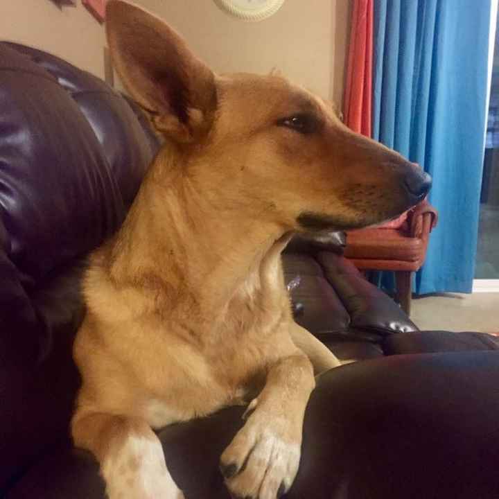 NWR: My pup thinks she's people. She's right. Show me your "people pups!"