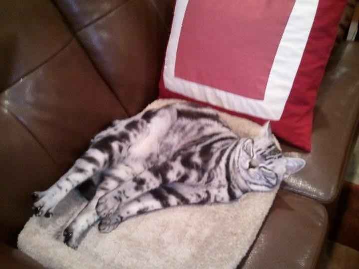 NWR:  It's Feline Friday...