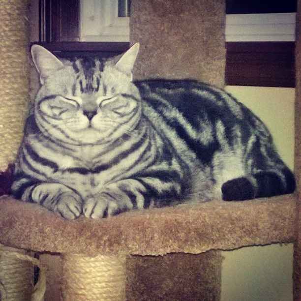 NWR:  It's Feline Friday...