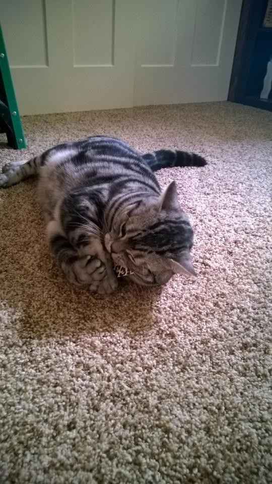 NWR:  It's Feline Friday...