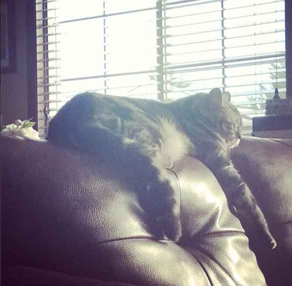 NWR: Fur baby thread!