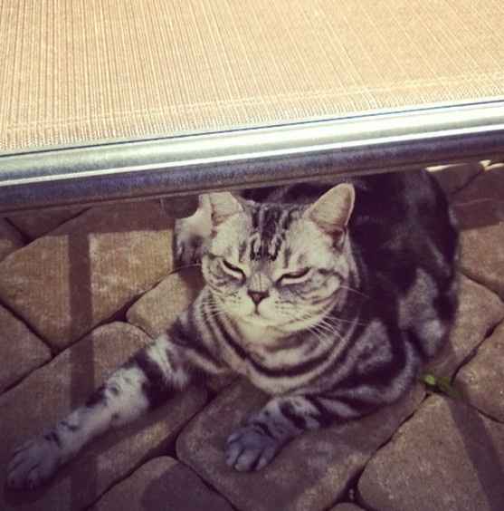 NWR: Fur baby thread!