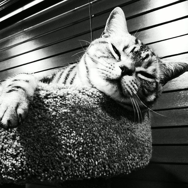 NWR: Fur Baby! :)
