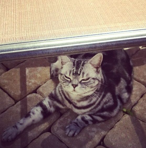NWR: Fur baby thread!