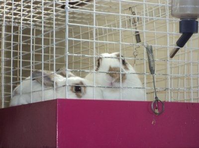 Just for fun- haven't seen the furbabies in awhile