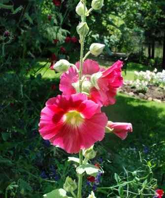 What's your favorite flower?