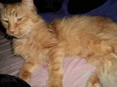 Just for fun- haven't seen the furbabies in awhile