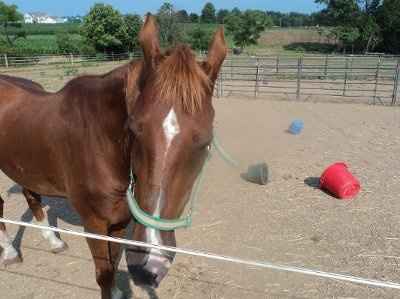 Just for fun- haven't seen the furbabies in awhile