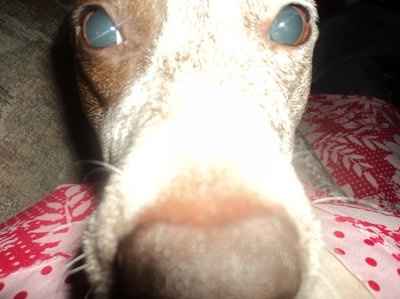 Just for fun- haven't seen the furbabies in awhile