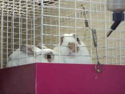 Just for fun- haven't seen the furbabies in awhile