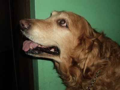 Just for fun- haven't seen the furbabies in awhile