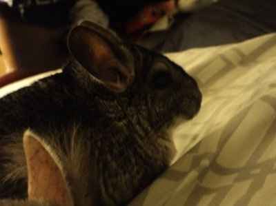 Just for fun- haven't seen the furbabies in awhile