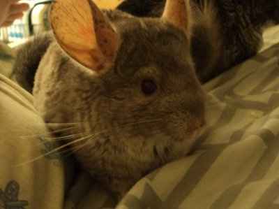 Just for fun- haven't seen the furbabies in awhile