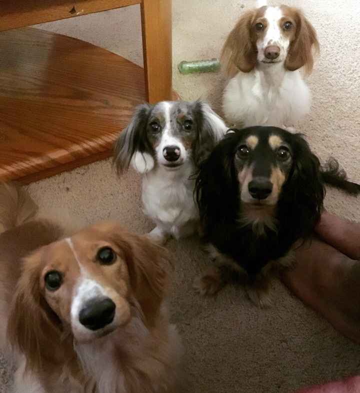 NWR: Dachshunds and other small dog owners