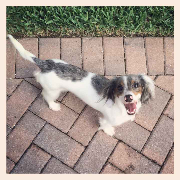 NWR: Dachshunds and other small dog owners