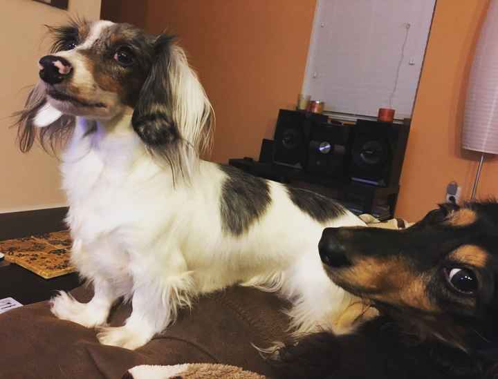 NWR- Puppy is home! Need names!