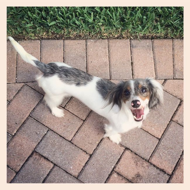 NWR: Dachshunds and other small dog owners