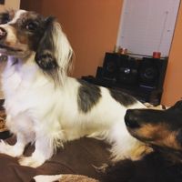 NWR- Puppy is home! Need names!