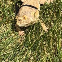 Pet owners! :-) Share your pets - 1