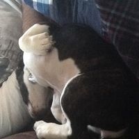 Show me your fur baby! (it has been awhile and I love seeing the pets!)