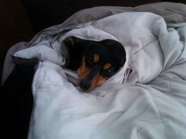 NWR: Lets See Your Fur Babies!