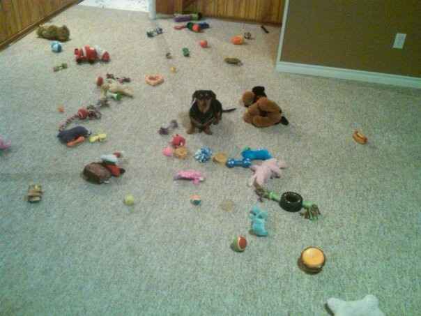 NWR: Lets See Your Fur Babies!