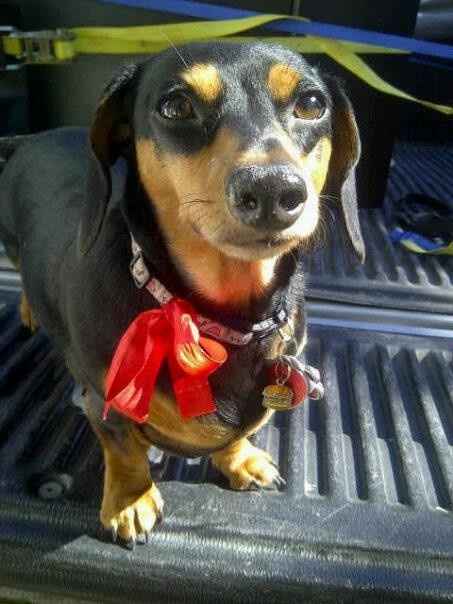 NWR: Lets See Your Fur Babies!