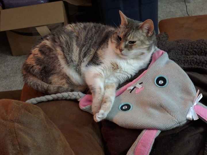 NWR: Tomorrow is National Cat Day!