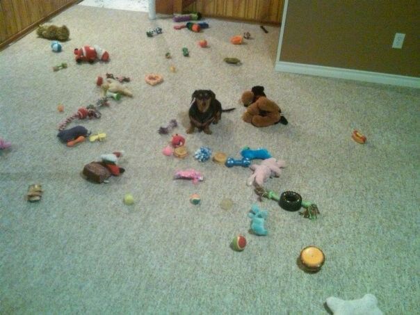 NWR: Lets See Your Fur Babies!
