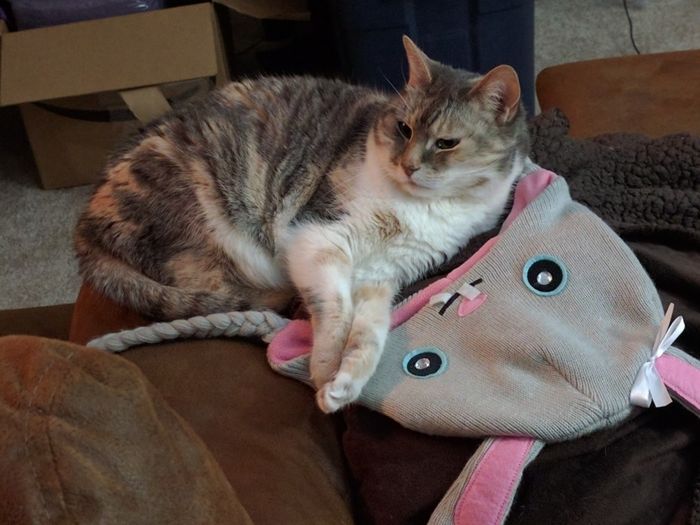 NWR: Tomorrow is National Cat Day!