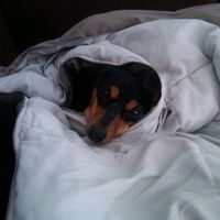 NWR: Lets See Your Fur Babies!