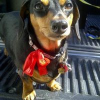 NWR: Lets See Your Fur Babies!