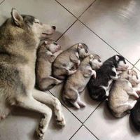 NWR: Game of Thrones (spoilers)