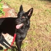 NWR: Lost a Fur Baby