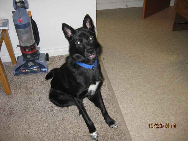 Its Fursday! Show me your furbabies! :)