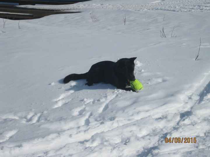NWR lol people think my dogs are scary..