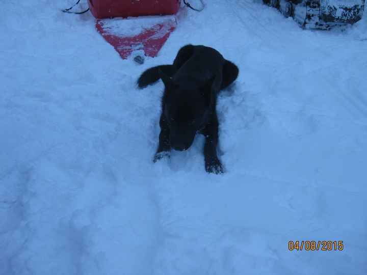 NWR lol people think my dogs are scary..