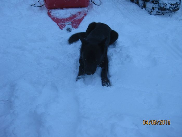 NWR lol people think my dogs are scary..