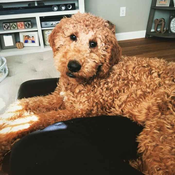 NWR: you and furbaby pic!