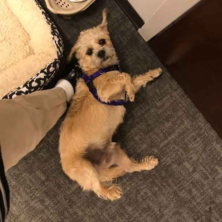 NWR - Send me pictures of your pets/memes