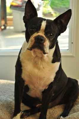 NWR: I want to see your pets!