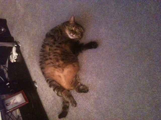 Do any other cat owners have this issue???